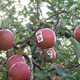 Image for article titled Apple Apples Are Not from Apple